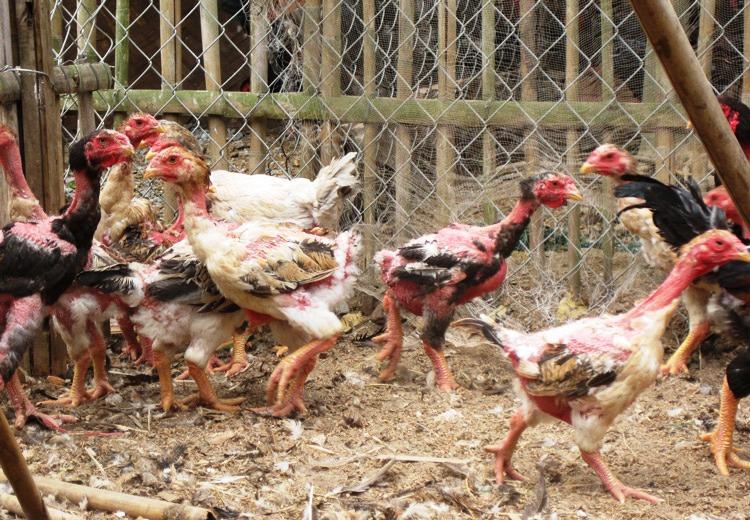 gà đông tảo 2 tháng rưỡi tuổi