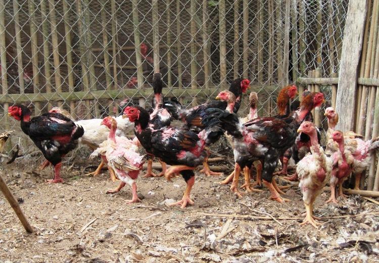 gà đông tảo 2 tháng tuổi