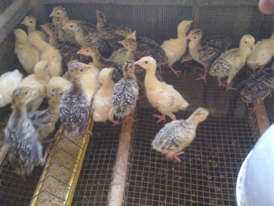 Gà tây giống 1 tháng tuổi