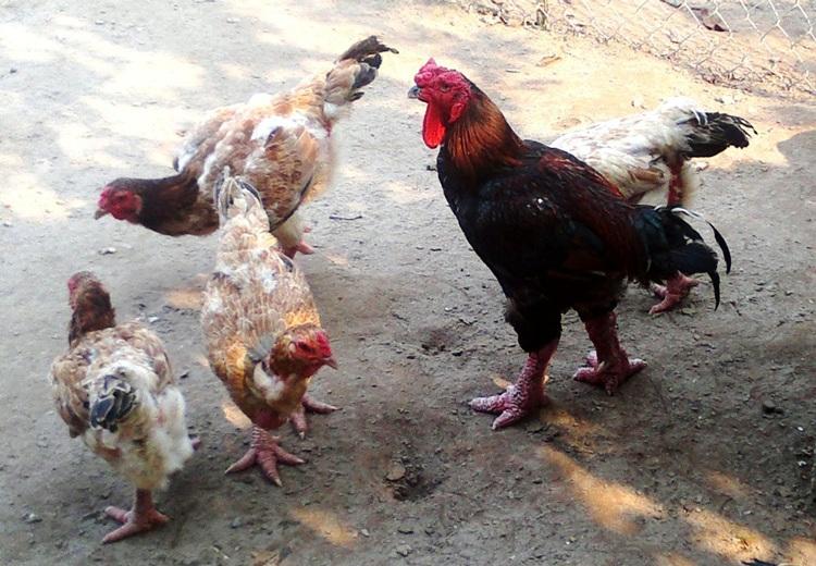gà đông tảo bố mẹ