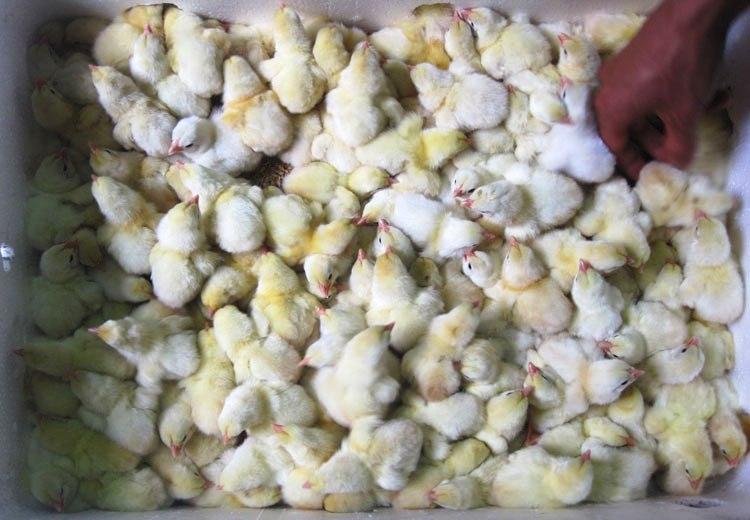 gà đông tảo bóc trứng