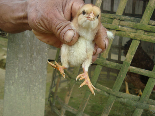 gà 9 cựa con