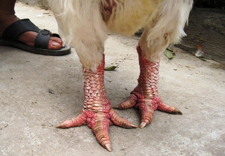 gà đông tảo mái tuyển