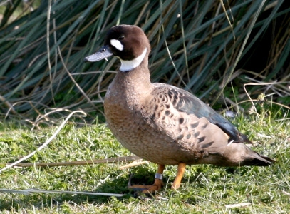 Vịt trời Bronze-winged Duck (Speculanas Specularis)