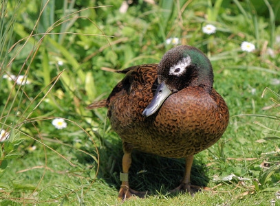 Vịt trời aysan Duck (Anas Laysanensis)