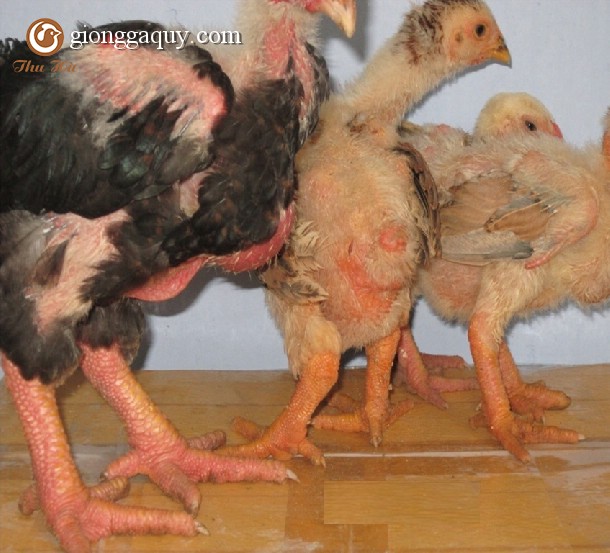 Gà đông tảo là gì ?