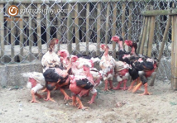 Gà Đông Tảo 2.5 tháng tuổi