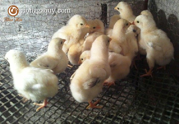 Gà Đông Tảo 1 tuần tuổi