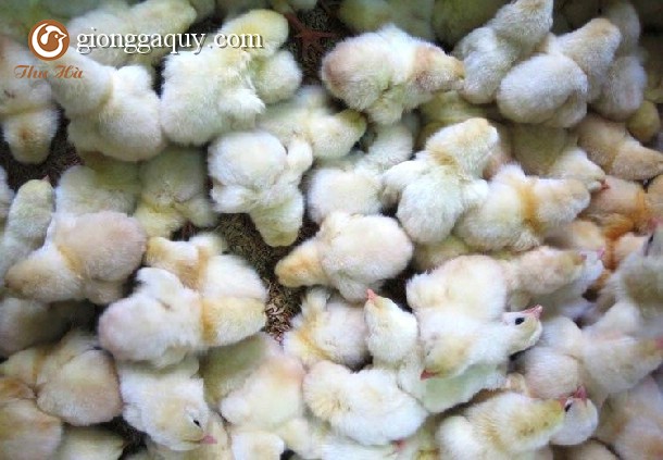 Gà Đông Tảo Bóc trứng