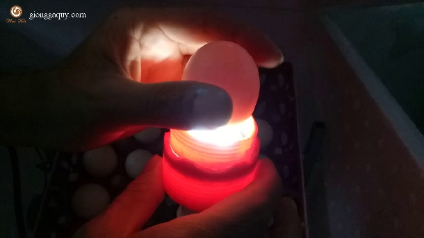 Hướng dẫn làm đèn pin soi trứng