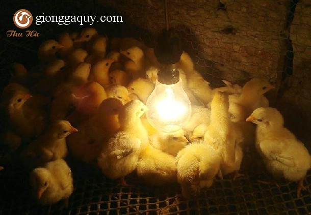 Kỹ thuật nuôi gà đông tảo con