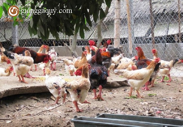 Bí quyết thành công nuôi Gà đông tảo