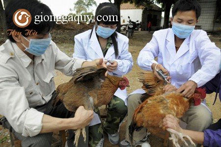 Lịch tiêm vacxin gà đông tảo