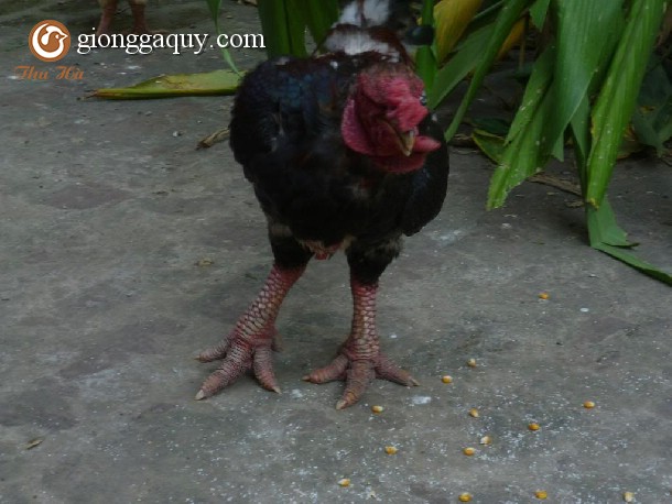 phòng và trị bệnh cho gà đông tảo mùa mưa