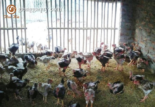 Làm giàu từ gà đông tảo chỉ với 2 triệu đồng