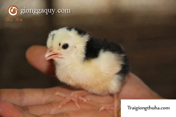 Kỹ thuật nuôi gà quý phi