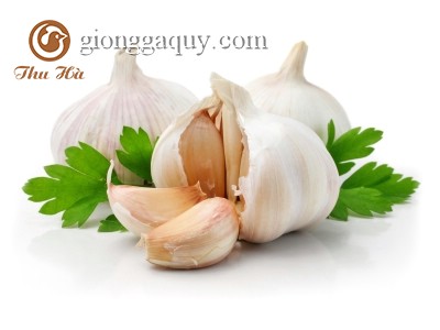 Tác dụng của tỏi trong việc phòng bệnh cho gia cầm