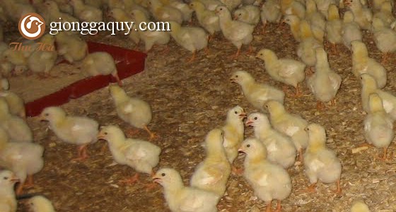 HƯỚNG DẪN LÀM ĐỆM LÓT SINH HỌC CHO GÀ