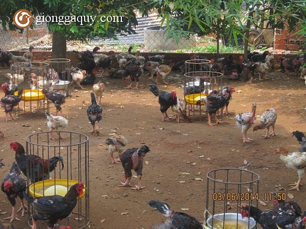 Kỹ thuật chăn nuôi gà thả vườn theo hướng An toàn sinh học 