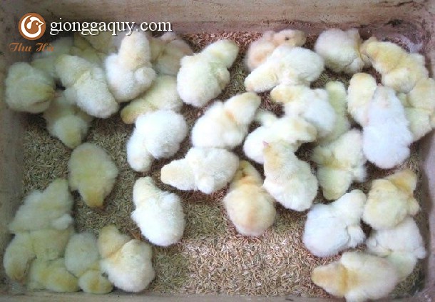 NHỮNG ĐIỀU CẦN LƯU Ý KHI NUÔI GÀ CON Ở TUẦN ĐẦU
