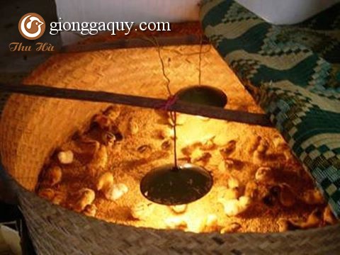 Kỹ thuật úm gà con từ 01 đến 21 ngày tuổi