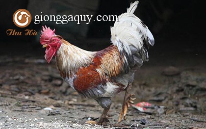 Gà 9 cựa