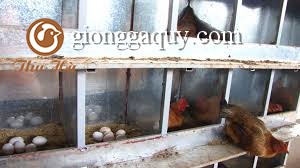 kỹ thuật nuôi gà ta đẻ trứng.