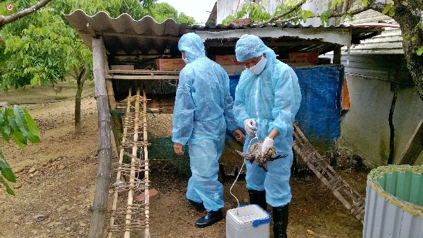 Biện pháp phòng bệnh cho gia súc, gia cầm trong mùa mưa bão
