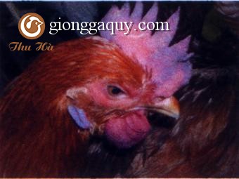 Điều trị và phòng bệnh phù đầu ở gà