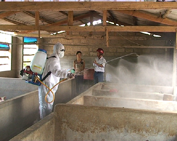 Chống nóng cho gia súc, gia cầm