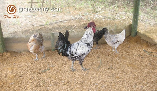 Cung cấp gà H ' Mông giống thuần chủng