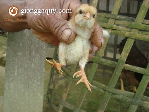 Cung cấp giống gà chín cựa thuần chủng
