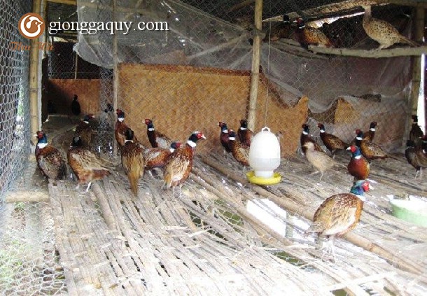 Chim trĩ đỏ hậu bị