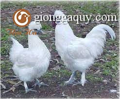 Gà ác có công dụng gì?