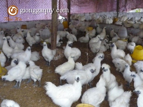 Con giống gà ác trắng