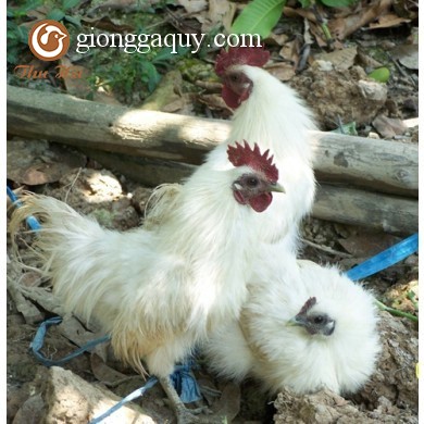 Đặc điểm giống gà ác