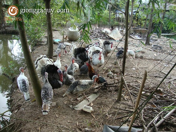 Gà tây hậu bị