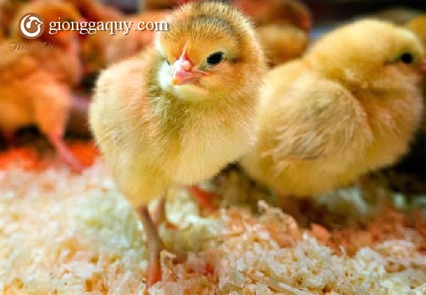 Con giống Gà ri lai tía mận – 3/4 máu ri