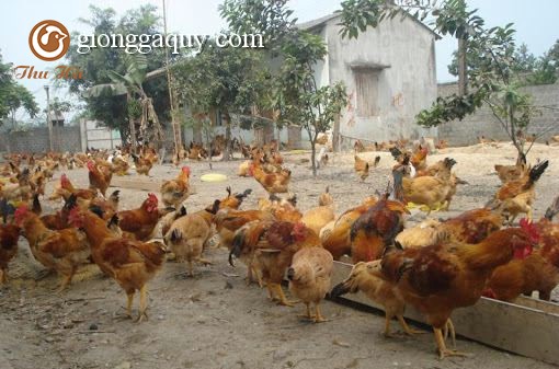 Kỹ thuật chăn nuôi gà ri lai