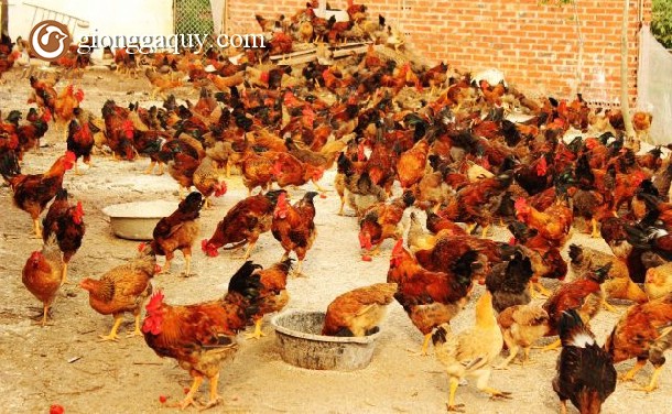 Kỹ thuật chăn nuôi gà mía lai