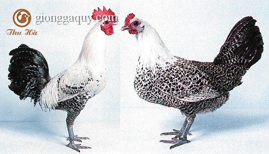 Kỹ thuật chăn nuôi gà ai cập