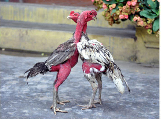 Kỹ thuật chăn nuôi gà đá