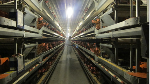 Kỹ thuật chăn nuôi gà thương phẩm giống thịt