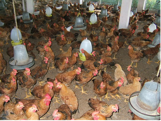 Kỹ thuật chăn nuôi và phòng trị bệnh cho gà