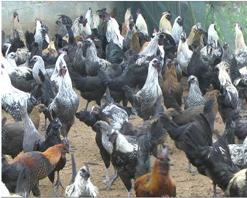 Kỹ thuật chăn nuôi gà đặc sản