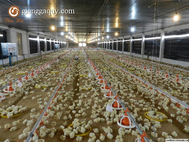 Kỹ thuật chăn nuôi gà ta