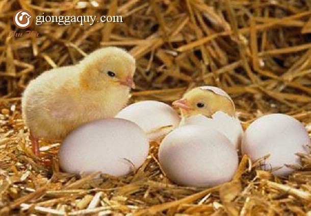 Gà ri vàng rơm thuần