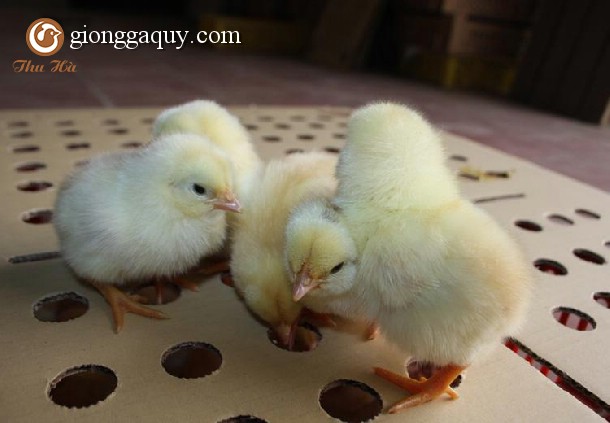 Gà ri tía mận thuần chủng