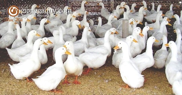 Kỹ Thuật Nuôi Vịt Siêu Trứng