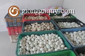 kinh nghiệm ấp nở trứng vịt